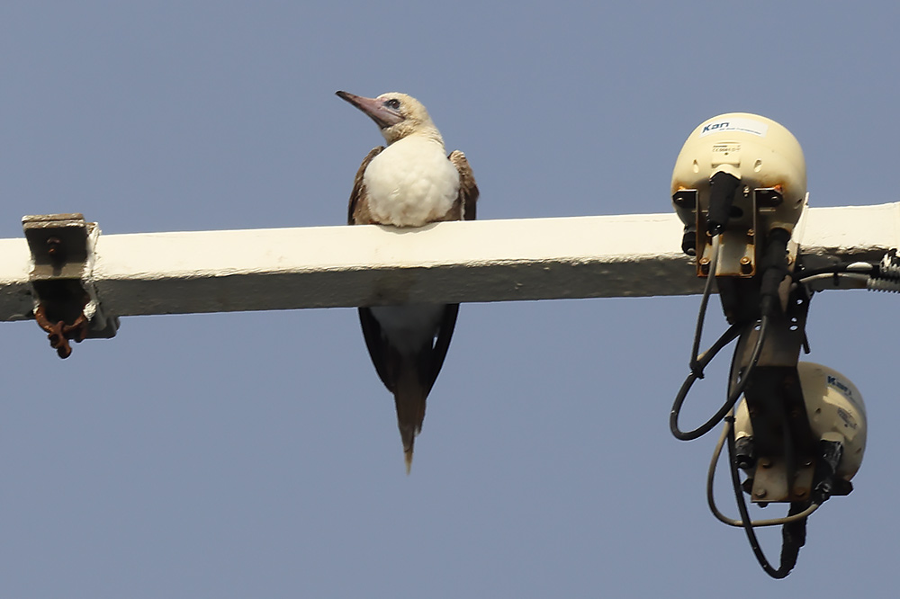 Red-footed booby